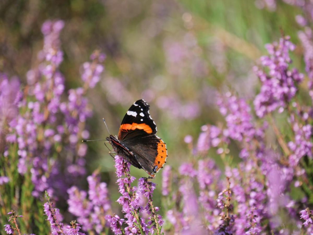 La Vita Veluwe Wapenveld Екстериор снимка